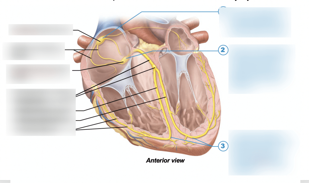 HEART ELECTRICITY Diagram | Quizlet