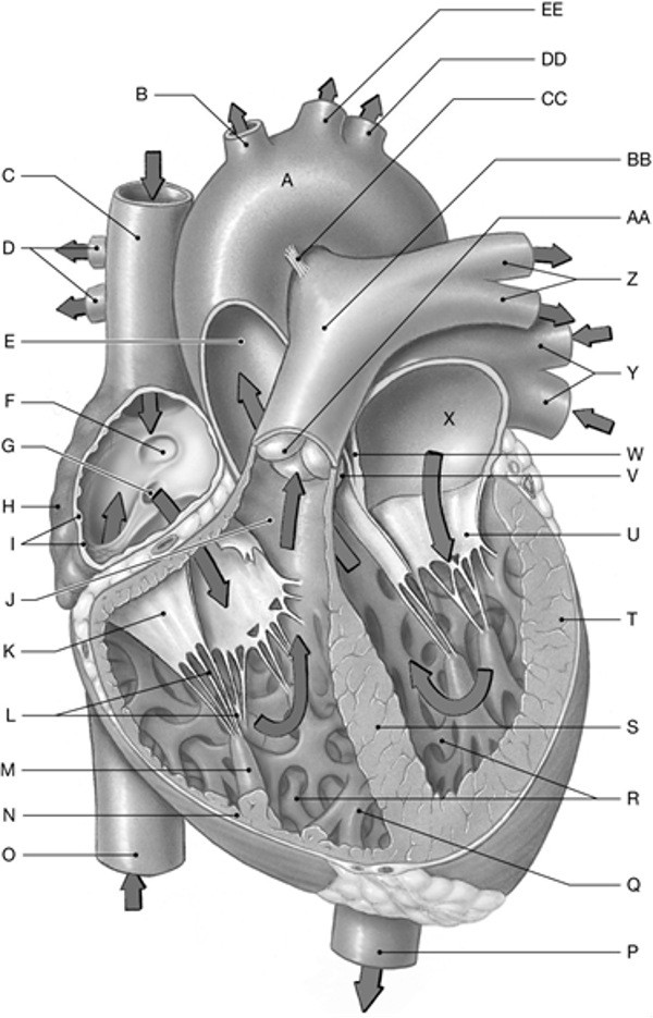 Internal Heart Diagram Diagram | Quizlet
