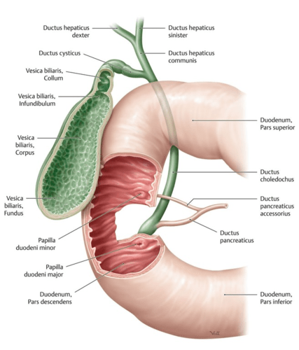 The Bile Pathway, Vesica Biliaris (Vesica Fellea), Ductus Choledochus Flashcards | Quizlet