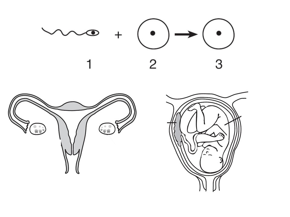 Freshmen Biology: Diagram - Human Development Diagram | Quizlet