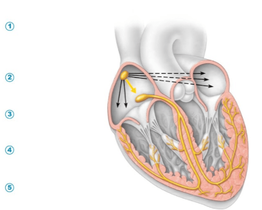 Conduction Diagram | Quizlet