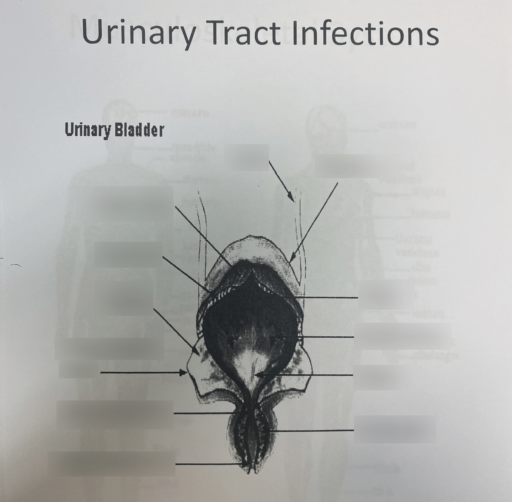 UTI diagram Diagram | Quizlet