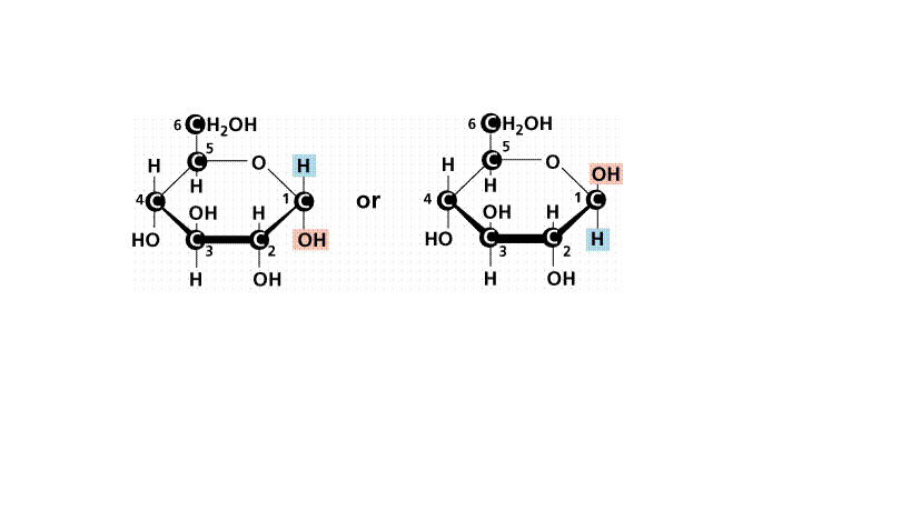 Chapter 3 - Carbohydrates and lipids Diagram | Quizlet