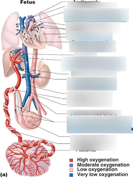 Pig diagram Diagram | Quizlet
