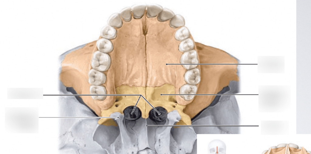 palatine bone Diagram Quizlet