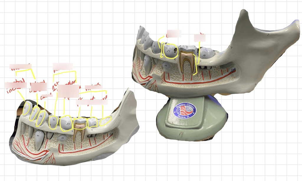 Digestive System: Teeth Diagram | Quizlet