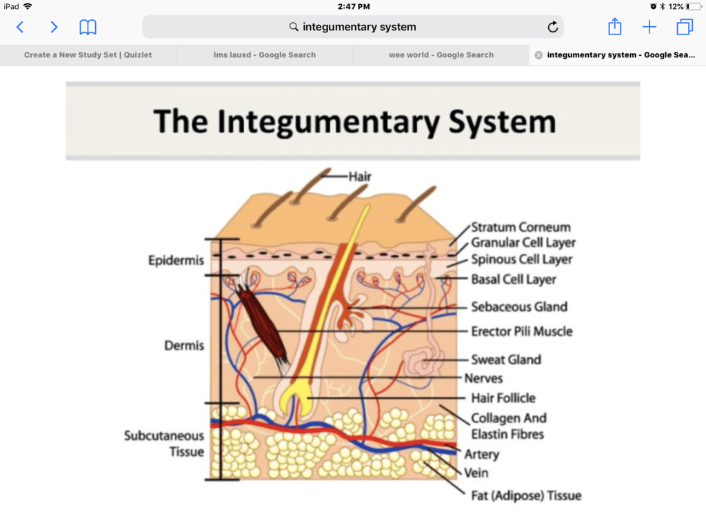 Integumentary system Diagram | Quizlet
