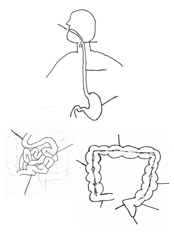 Digestive System Test Review Diagram | Quizlet