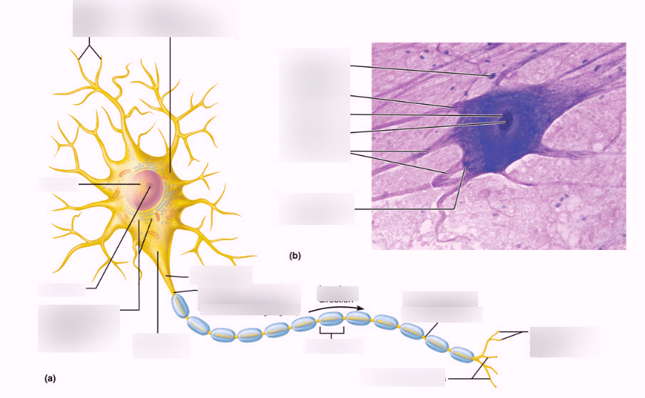 Neuron Diagram | Quizlet