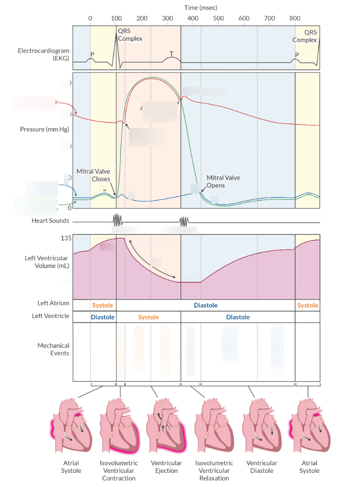 wiggers Diagram | Quizlet