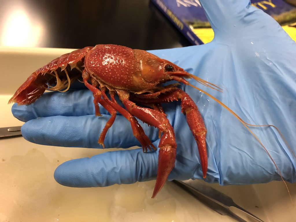 Zoology Lab Practical 2 (Crayfish) Diagram Quizlet