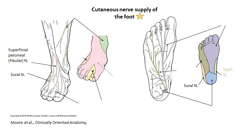 Wiring Diagram Info 20 Nerves In Foot Diagram