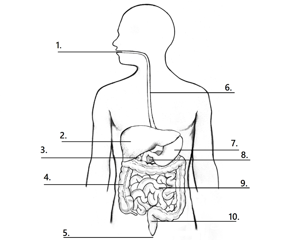 The Digestive System Diagram | Quizlet