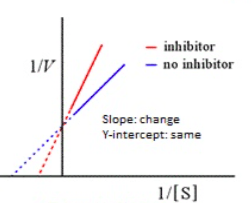 Enzymes Flashcards | Quizlet