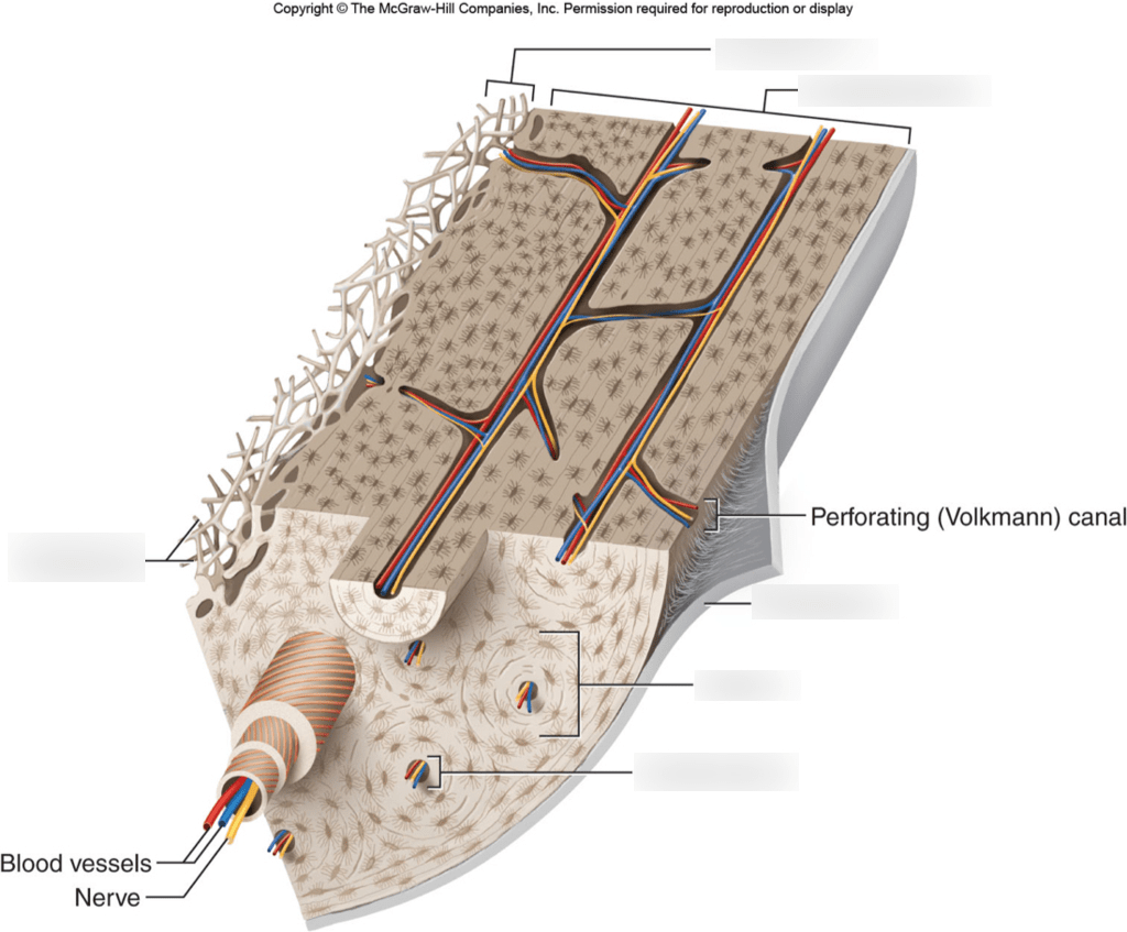 Bone diagram Diagram | Quizlet
