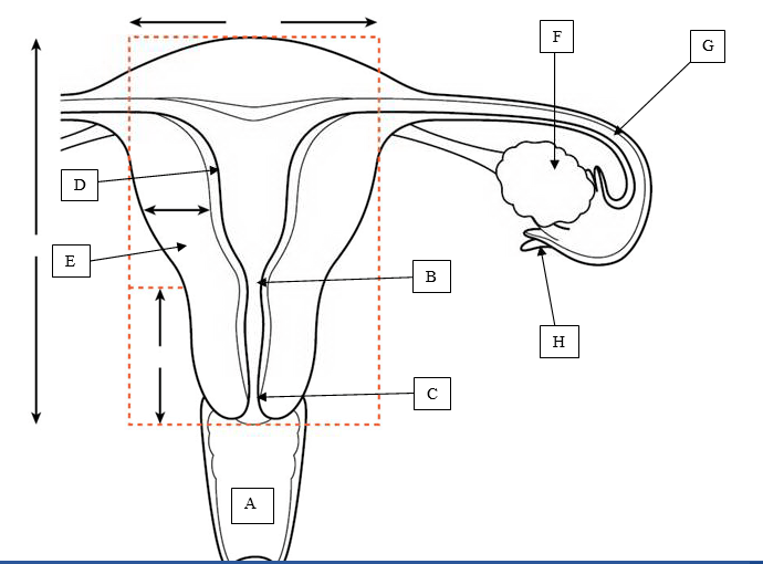 Diagram of Reproductive System | Quizlet