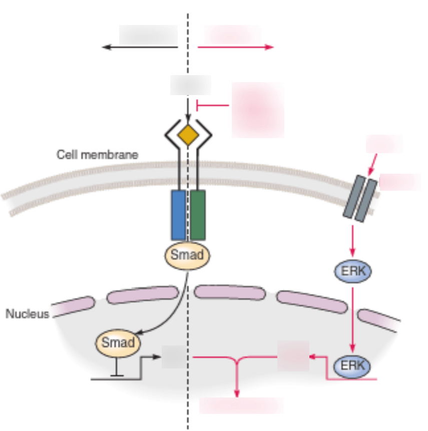 Neural induction in vertebrates Diagram Quizlet