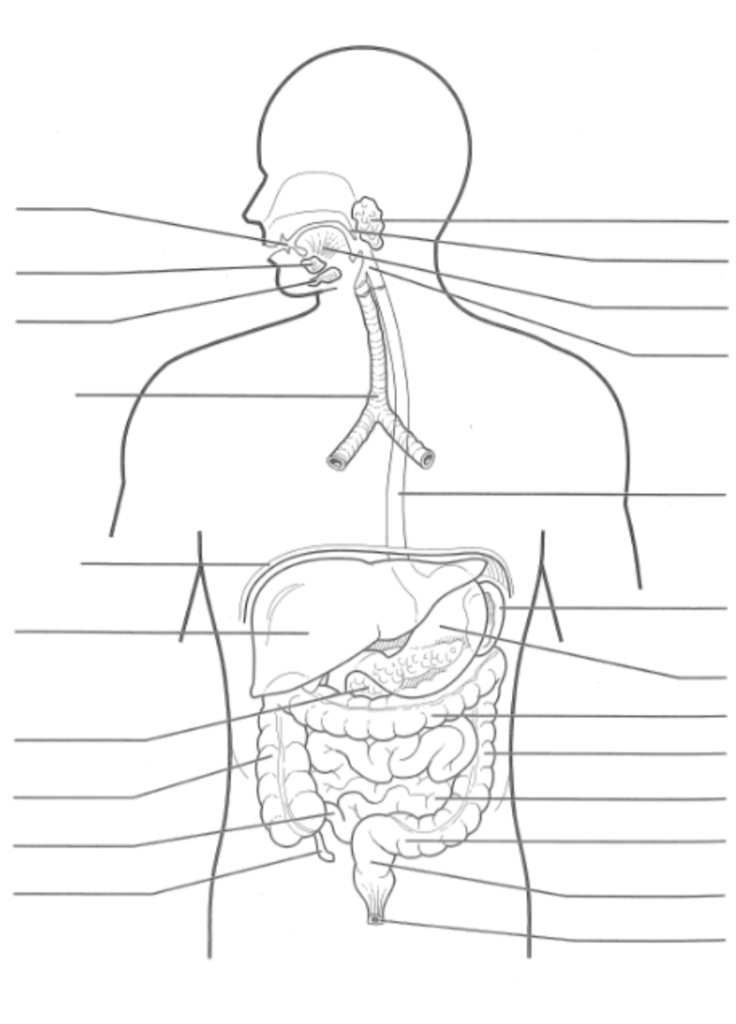 Full Digestive System Diagram | Quizlet