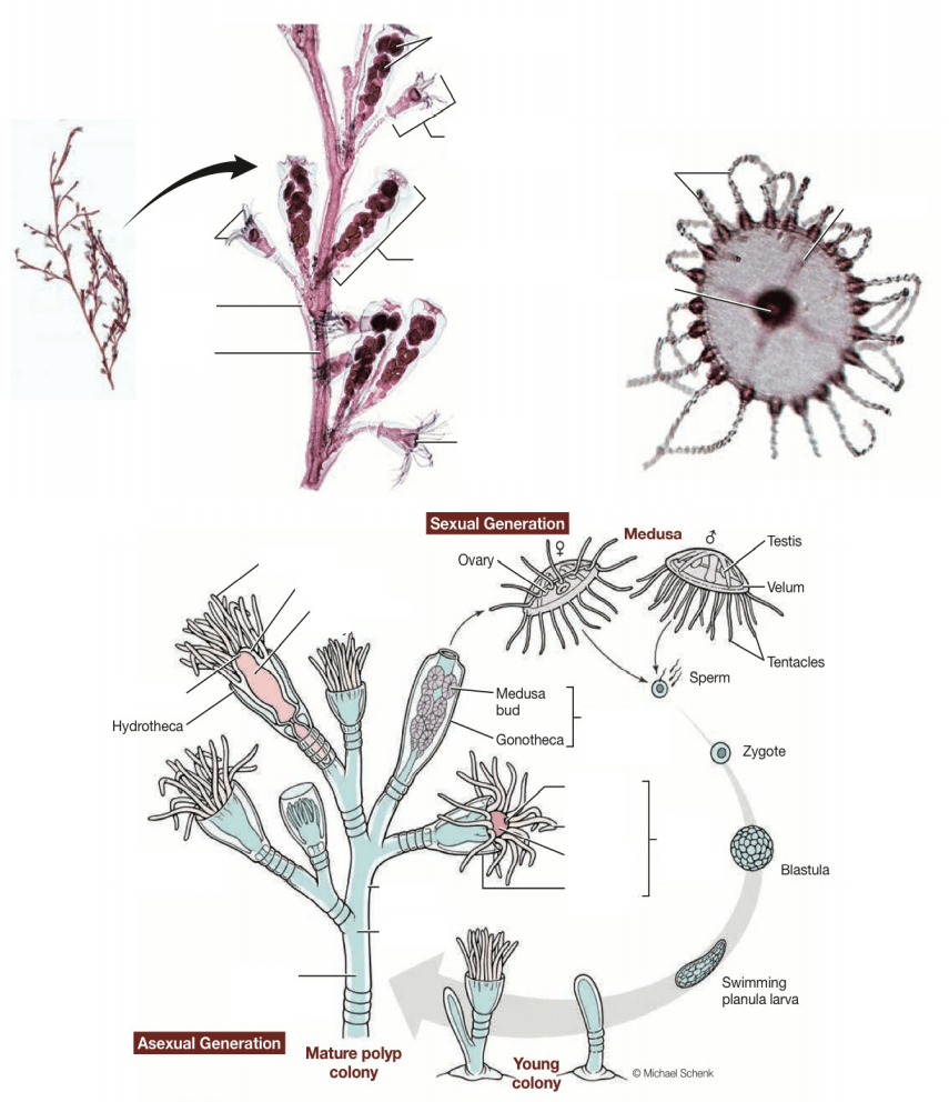 obelia anatomy Diagram | Quizlet