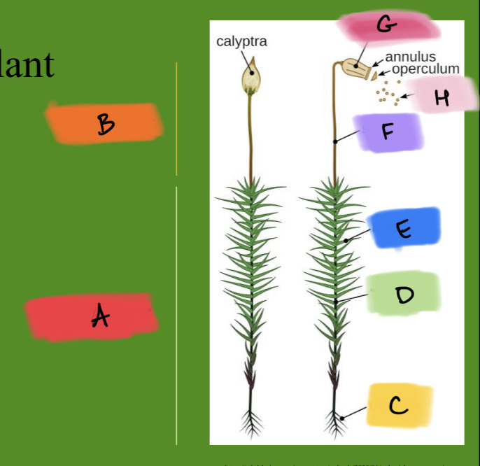 Moss structure Diagram | Quizlet