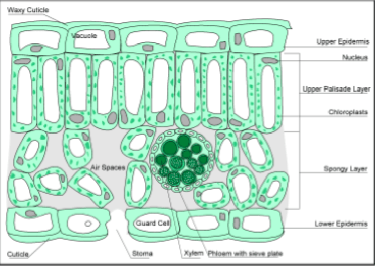 (6.2) Leaf structure Diagram | Quizlet