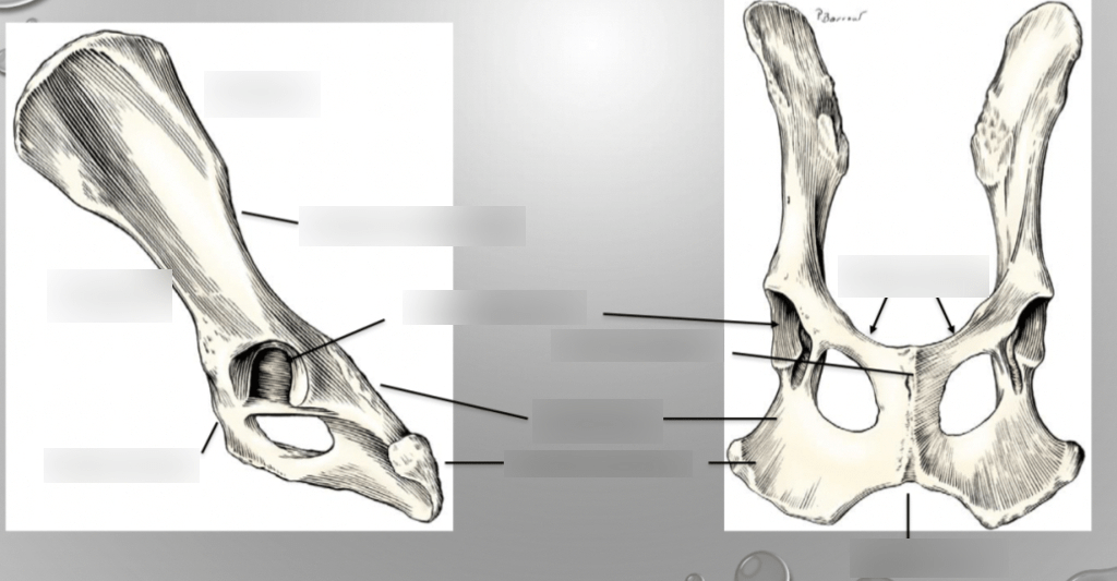Lecture 7 SA Coxofemoral Joint and Pelvis Diagram Quizlet