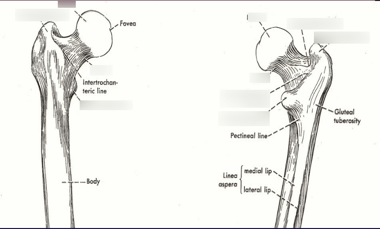 Femoral Anatomy Diagram | Quizlet