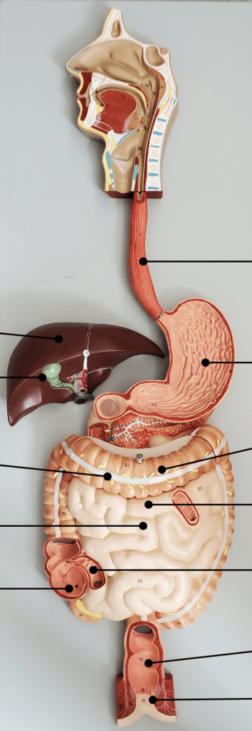 Lab Practical Respiratory and Digestive Systems Diagram | Quizlet