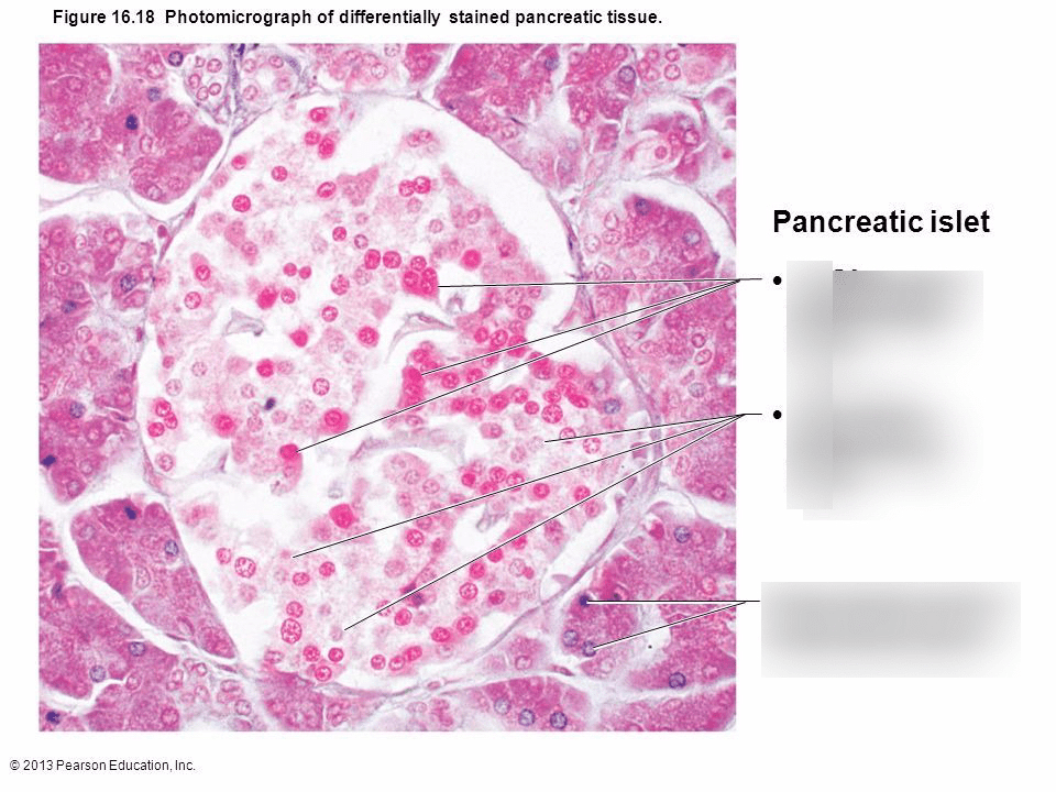Pancreas Histology Diagram