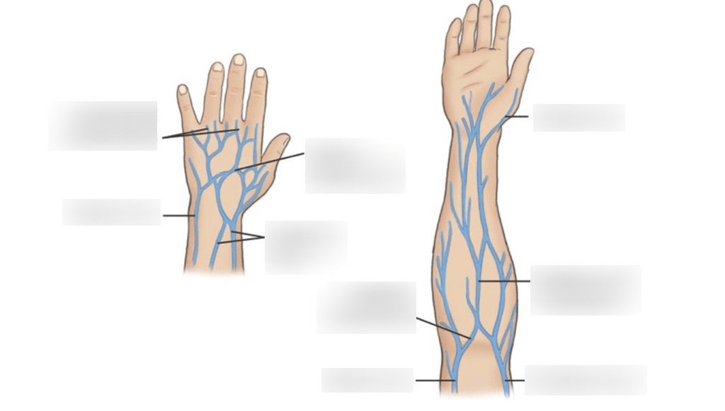 Venipunctire Diagram | Quizlet