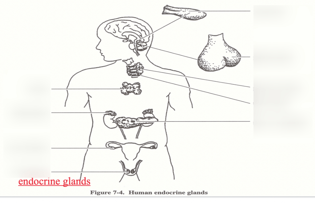 Endocrine Gland Diagram Quizlet
