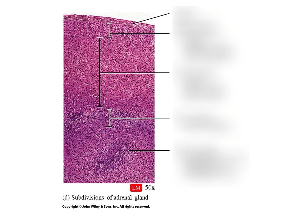 Subdivisions of adrenal gland Diagram Quizlet