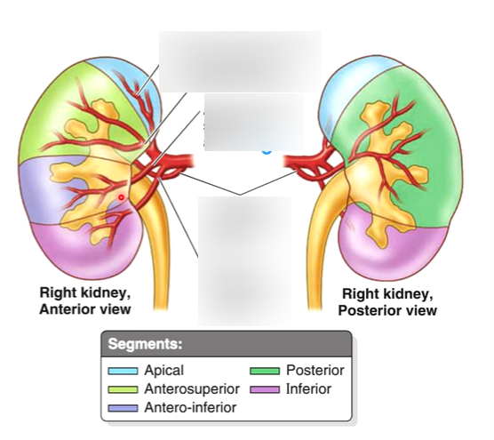 Renal Arteries Diagram | Quizlet