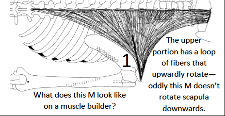 Shoulder Complex Flashcards | Quizlet