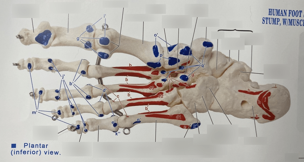 plantar foot bones Diagram Quizlet