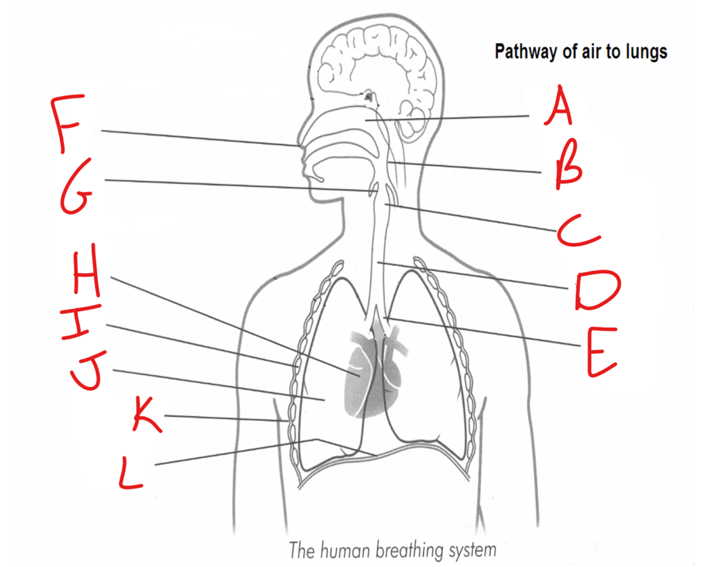 Pathway of air to lungs diagram Diagram | Quizlet