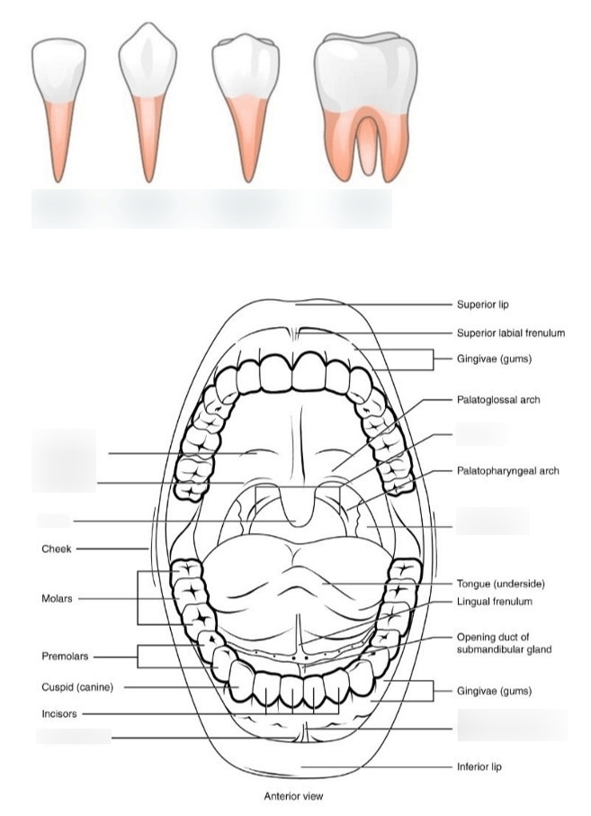 PII GI Oral/Tooth Anatomy Diagram Quizlet