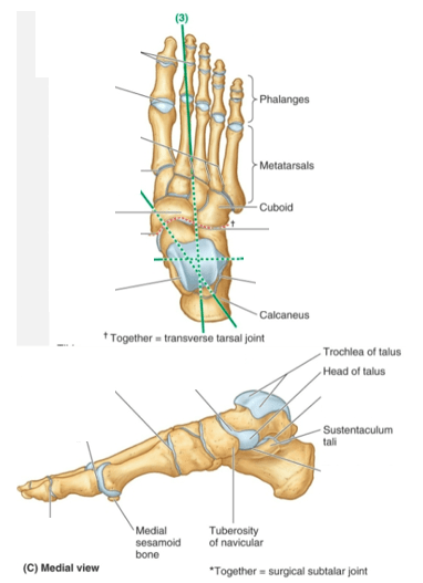 Foot Joints Diagram | Quizlet