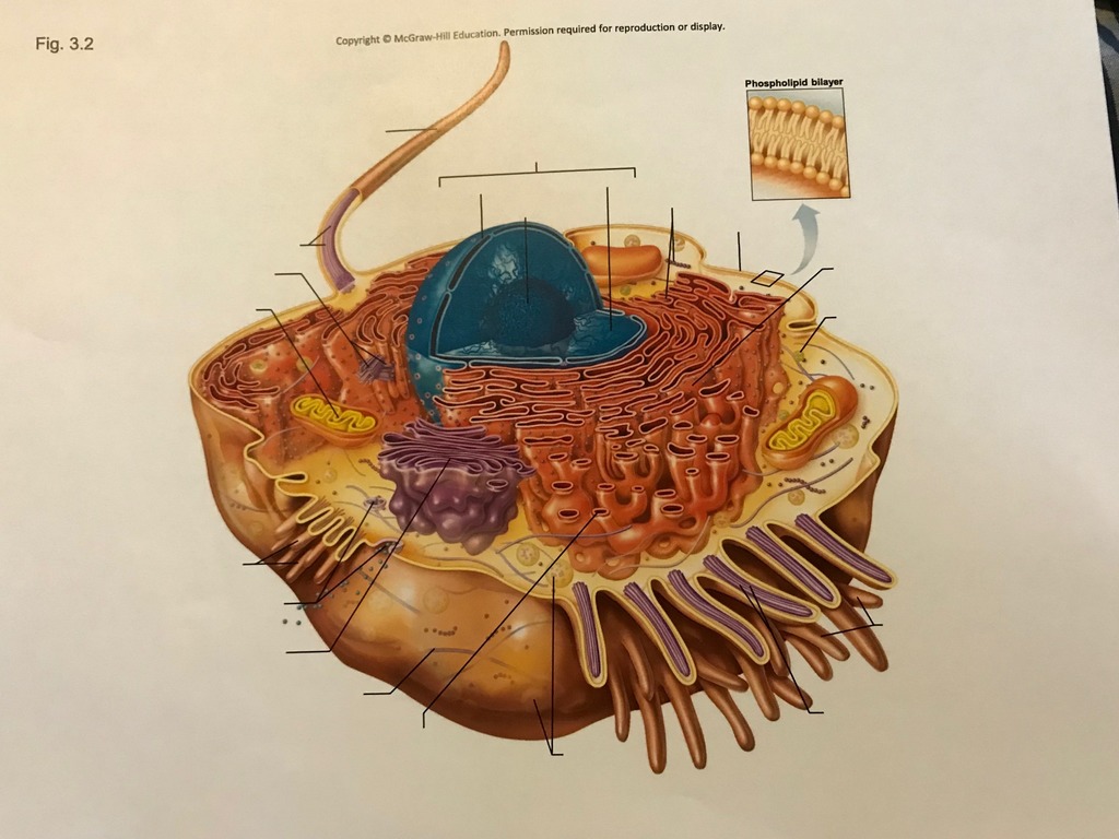 Diagram of Composite Cell Quizlet