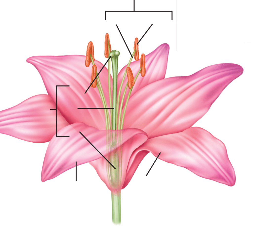 Biology Parts of a Flower Diagram | Quizlet