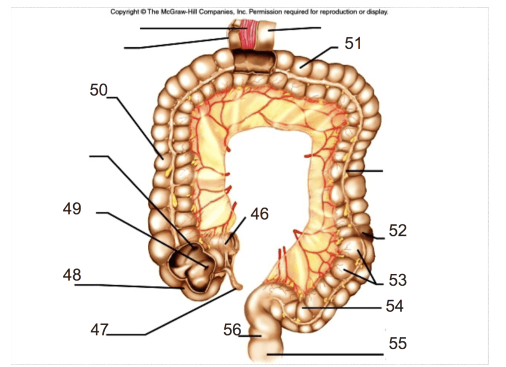 Digestive System Label Diagram #6 Diagram | Quizlet