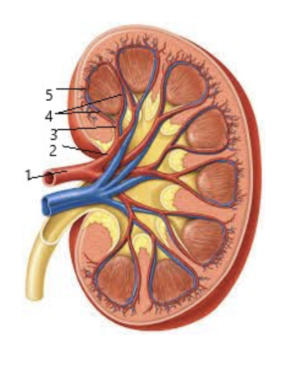 Branches of the Renal Artery Anatomy Diagram | Quizlet