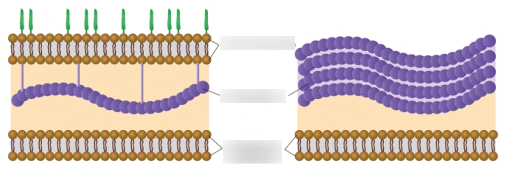 Bacterial Cell Walls and Internal Structures Diagram | Quizlet