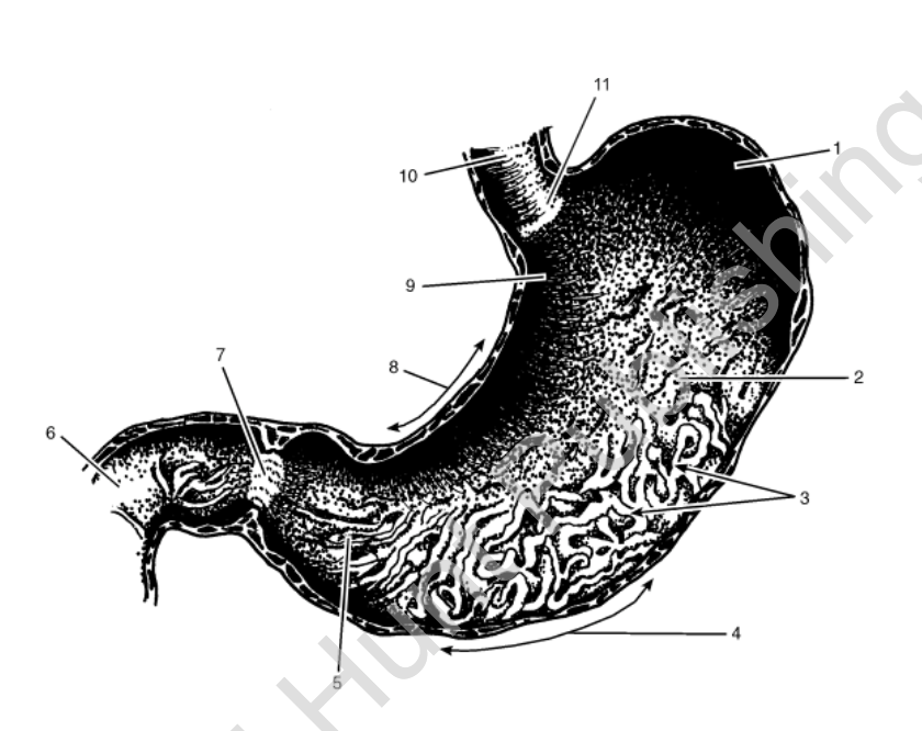 Digestive System Diagram | Quizlet