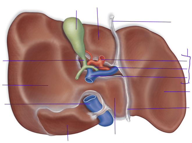 Posterior inferior view of liver Diagram | Quizlet