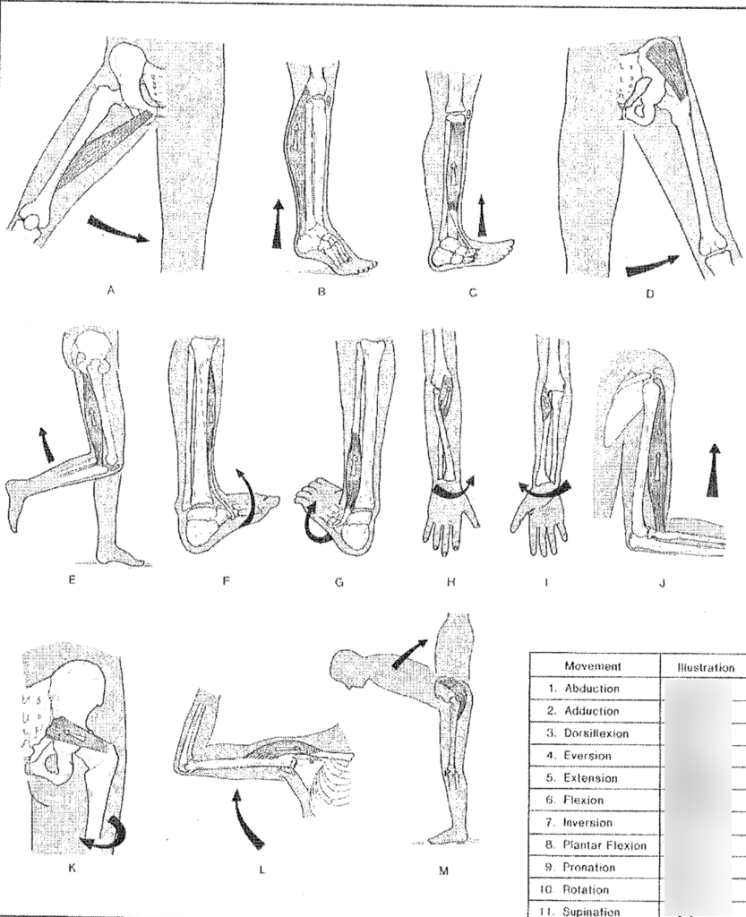 Figure 18.1 Body Movements Diagram | Quizlet