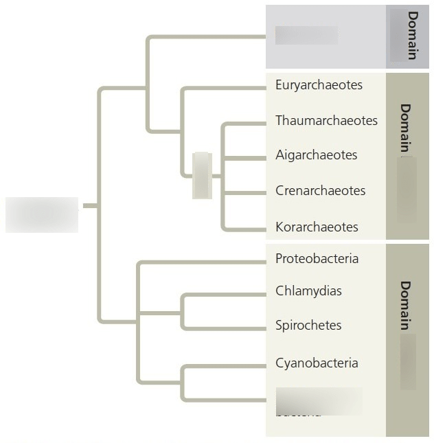 Biology Chapter 27 Bacteria and Archaea Diagram Quizlet