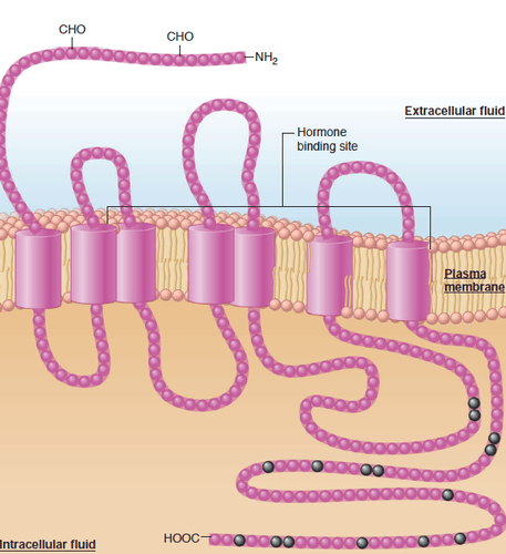 Chapter 5 Control Of Cells By Chemical Messengers Flashcards | Quizlet