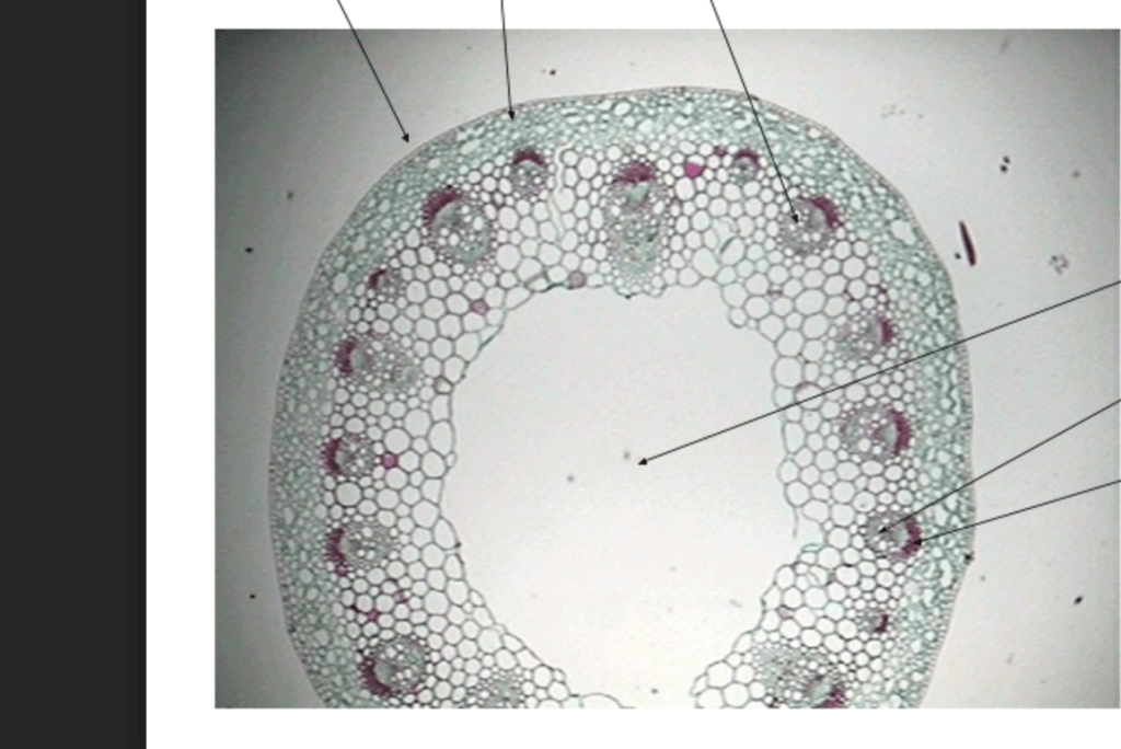 Dicot Stem Diagram | Quizlet