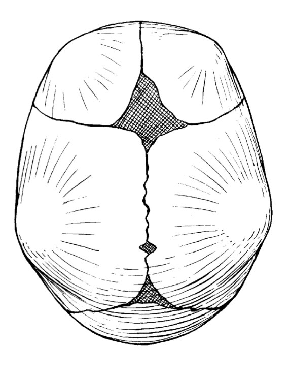 Procedures 3 Skull Fontanels Superior View Diagram Quizlet